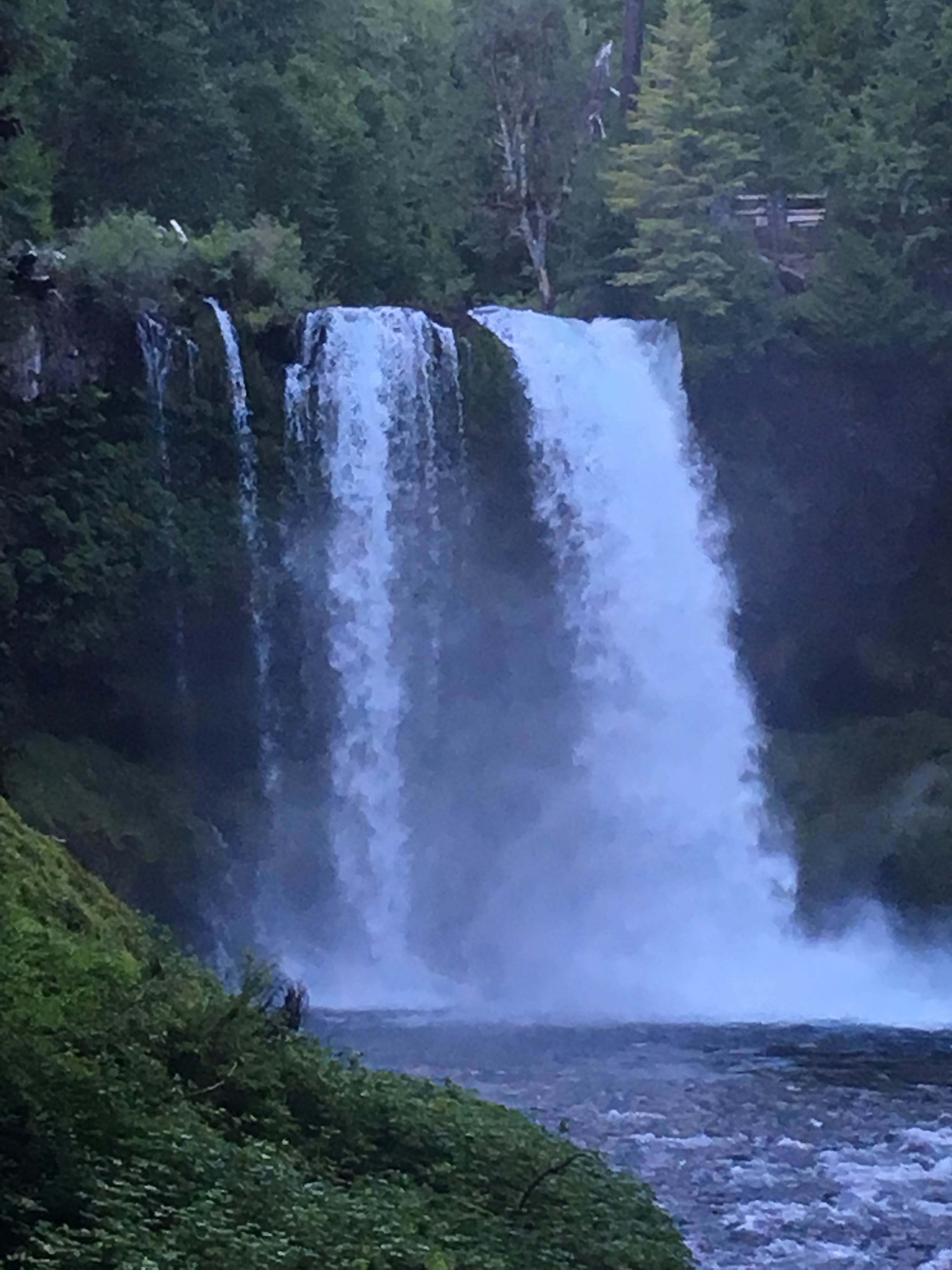 Camper-submitted photo at Ice Cap Campground near Willamette National Forest