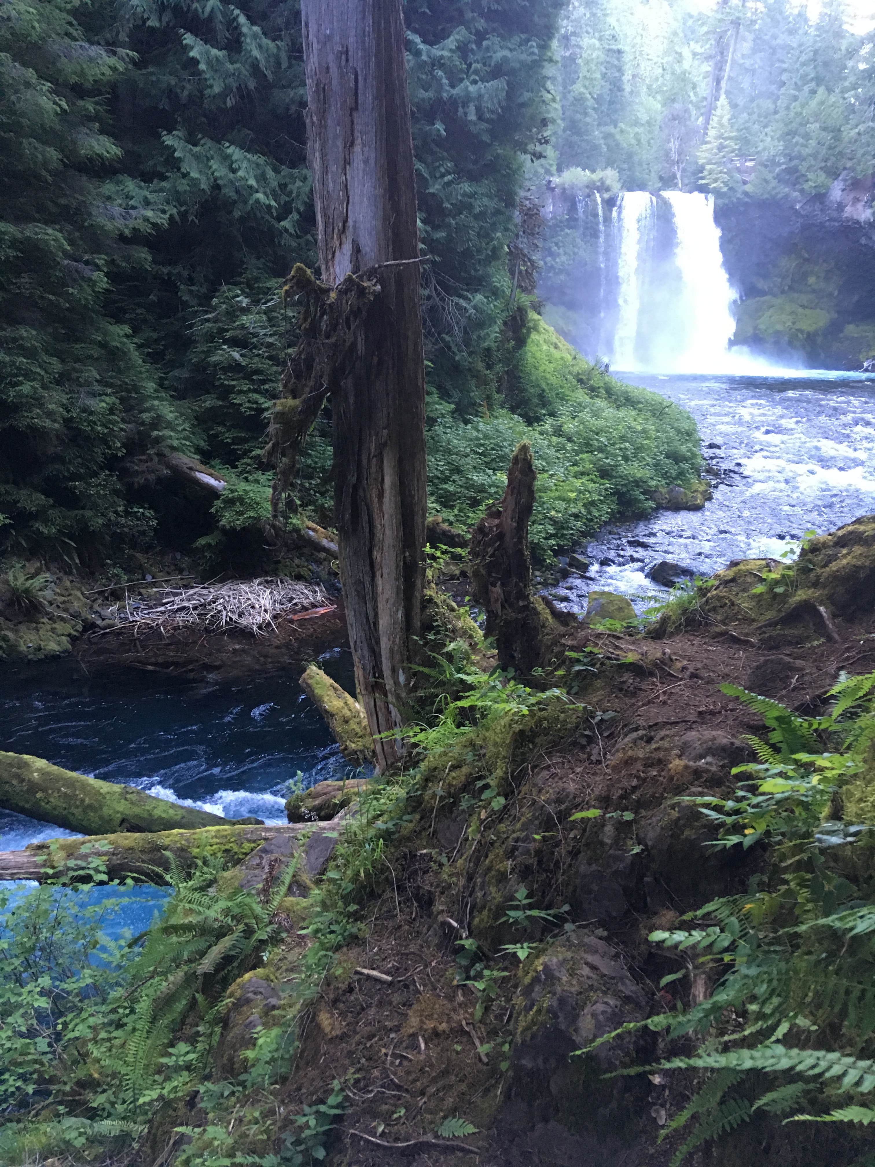 Camper-submitted photo at Ice Cap Campground near Willamette National Forest