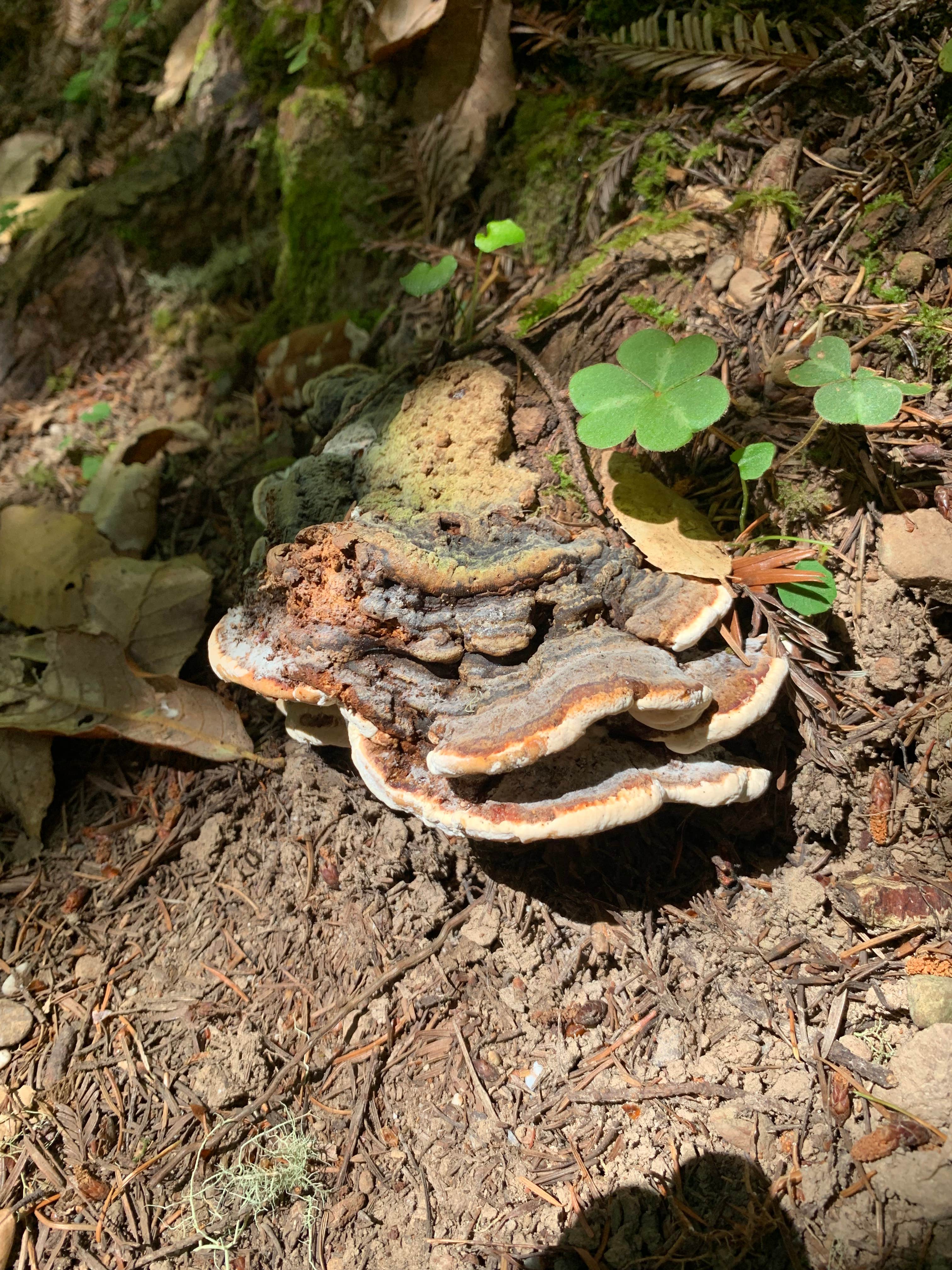 Camper submitted image from Gualala River Redwood Park - 2