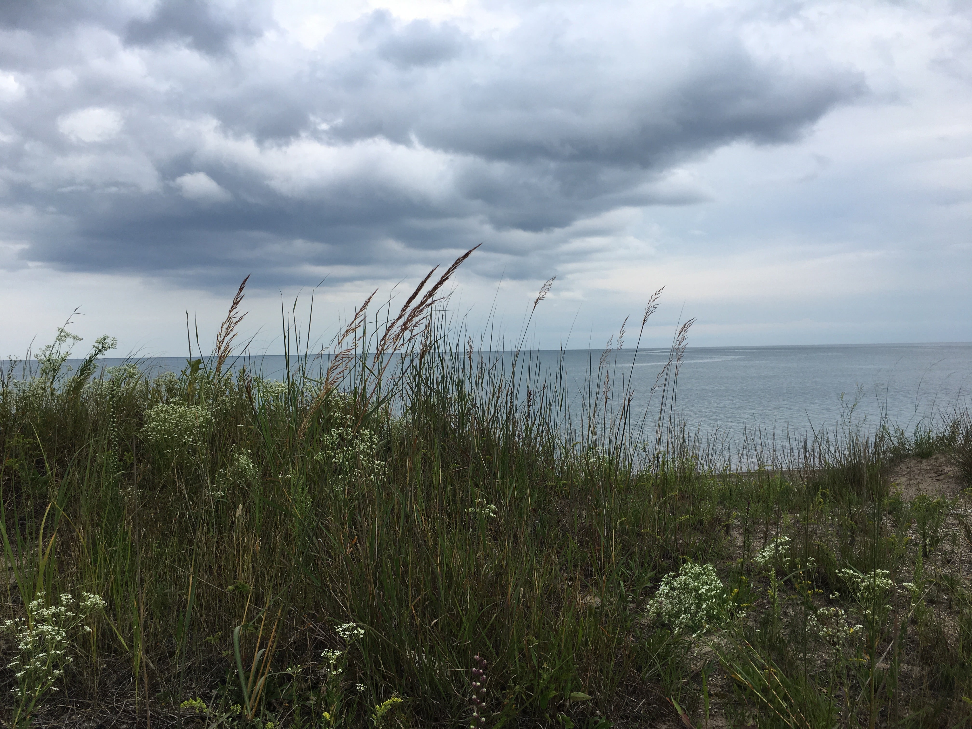 This is taken along the dunes that run alongside Lake Michigan at the campground.