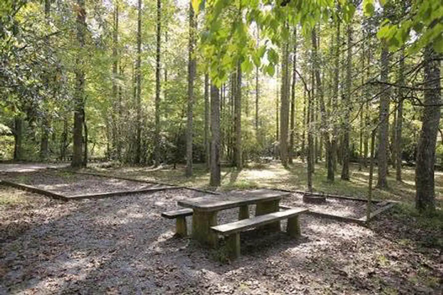 Camper submitted image from North Mills River - 1