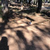 Review photo of Mather Campground — Grand Canyon National Park by Lily R., August 28, 2019