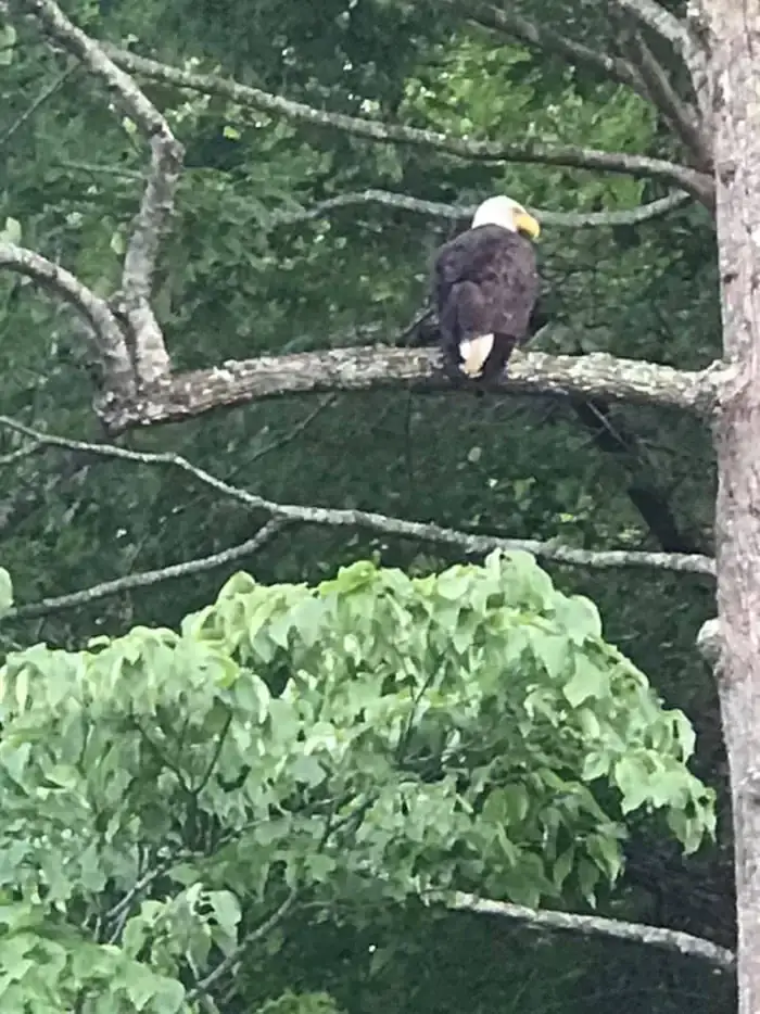 Camper-submitted photo at East Fork (WV) near East Lynn Lake