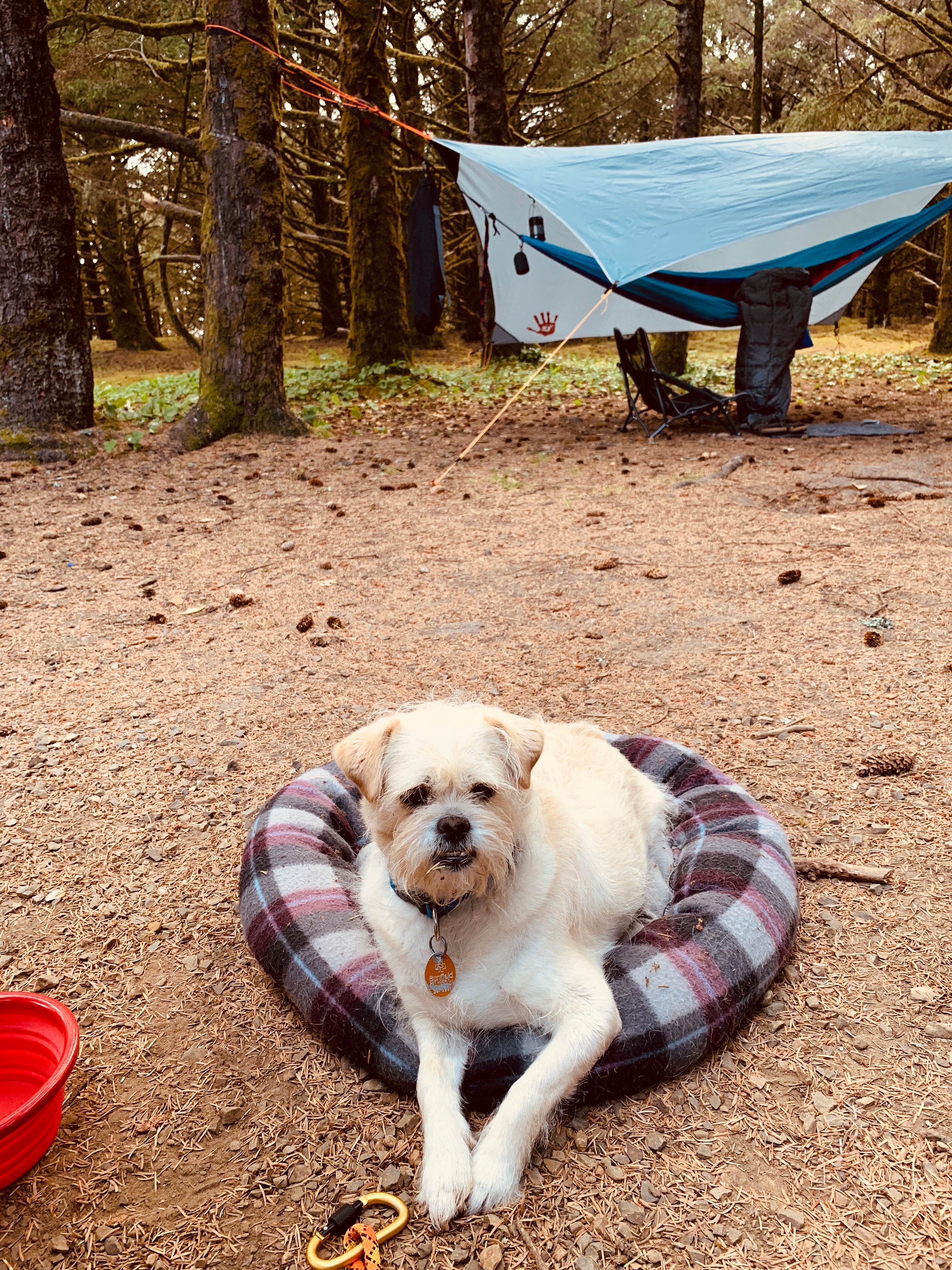 Kier S.'s photo of camping with pets at Cape Disappointment State Park Campground near Gearhart, OR