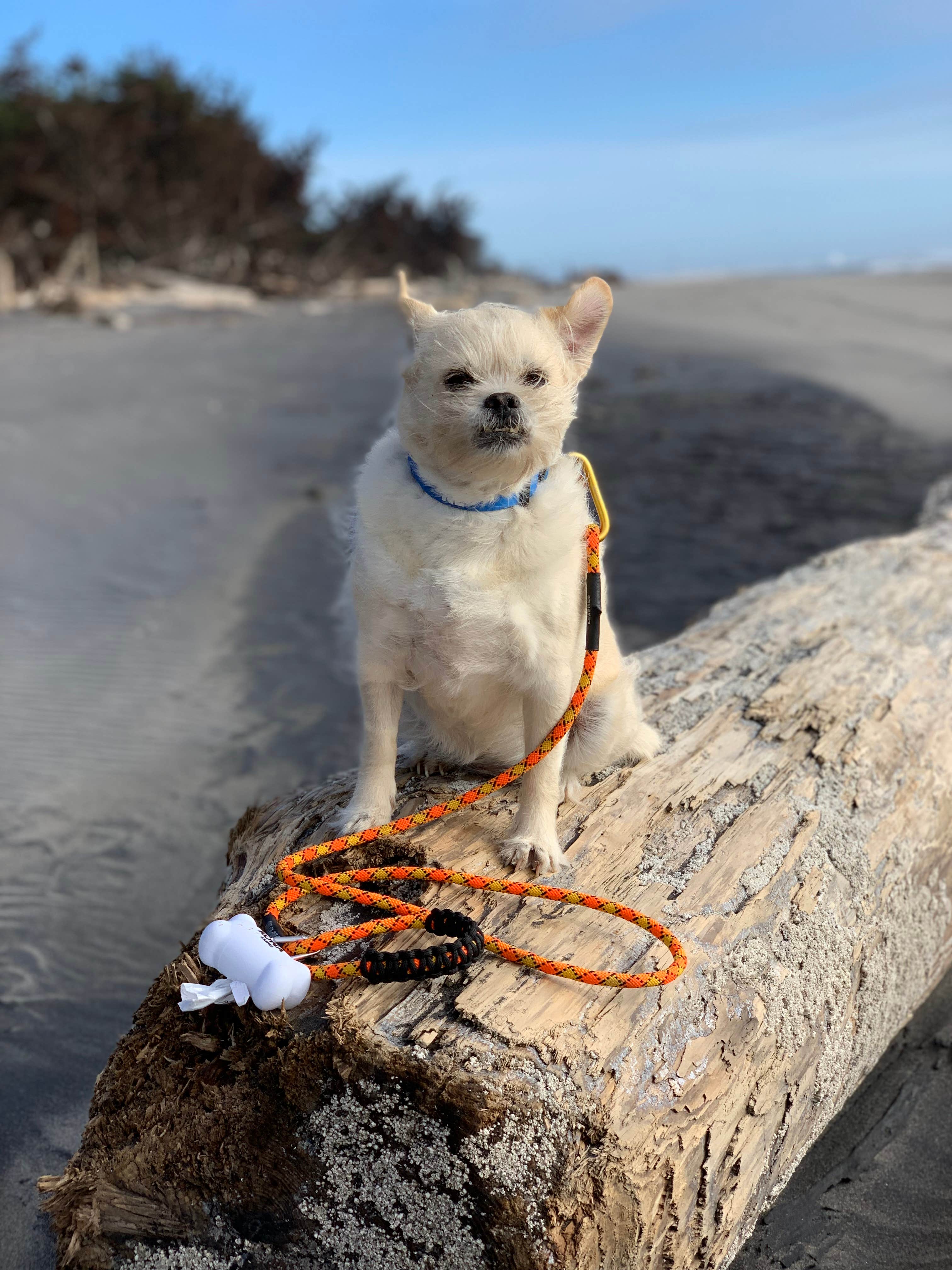 Windblown Trixie!  This State Park doesn't restrict where you can take your dogs as long as you keep them on a leash.