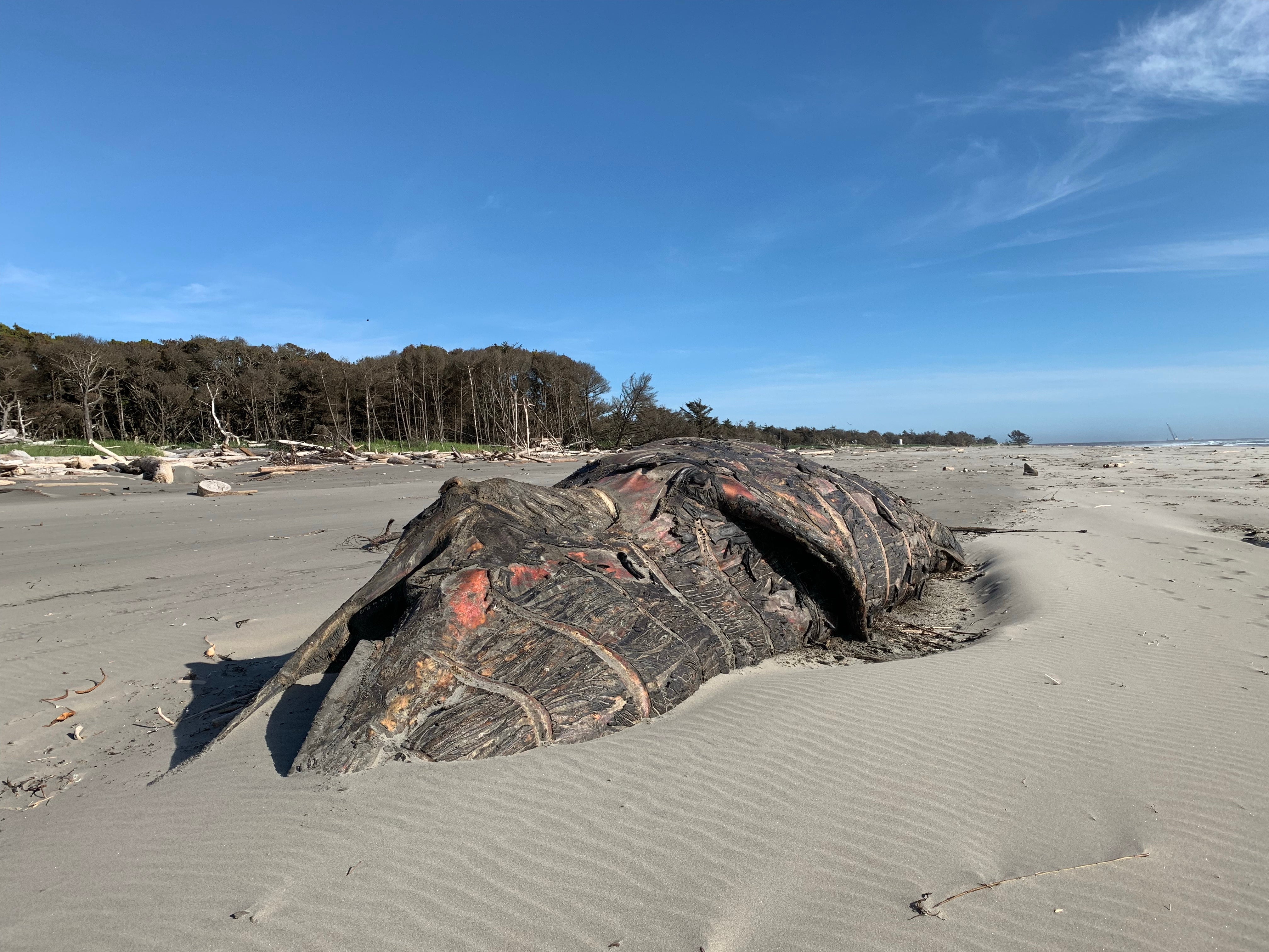 Nature at work on decomposing beached whale, but save yourself and stay upwind!