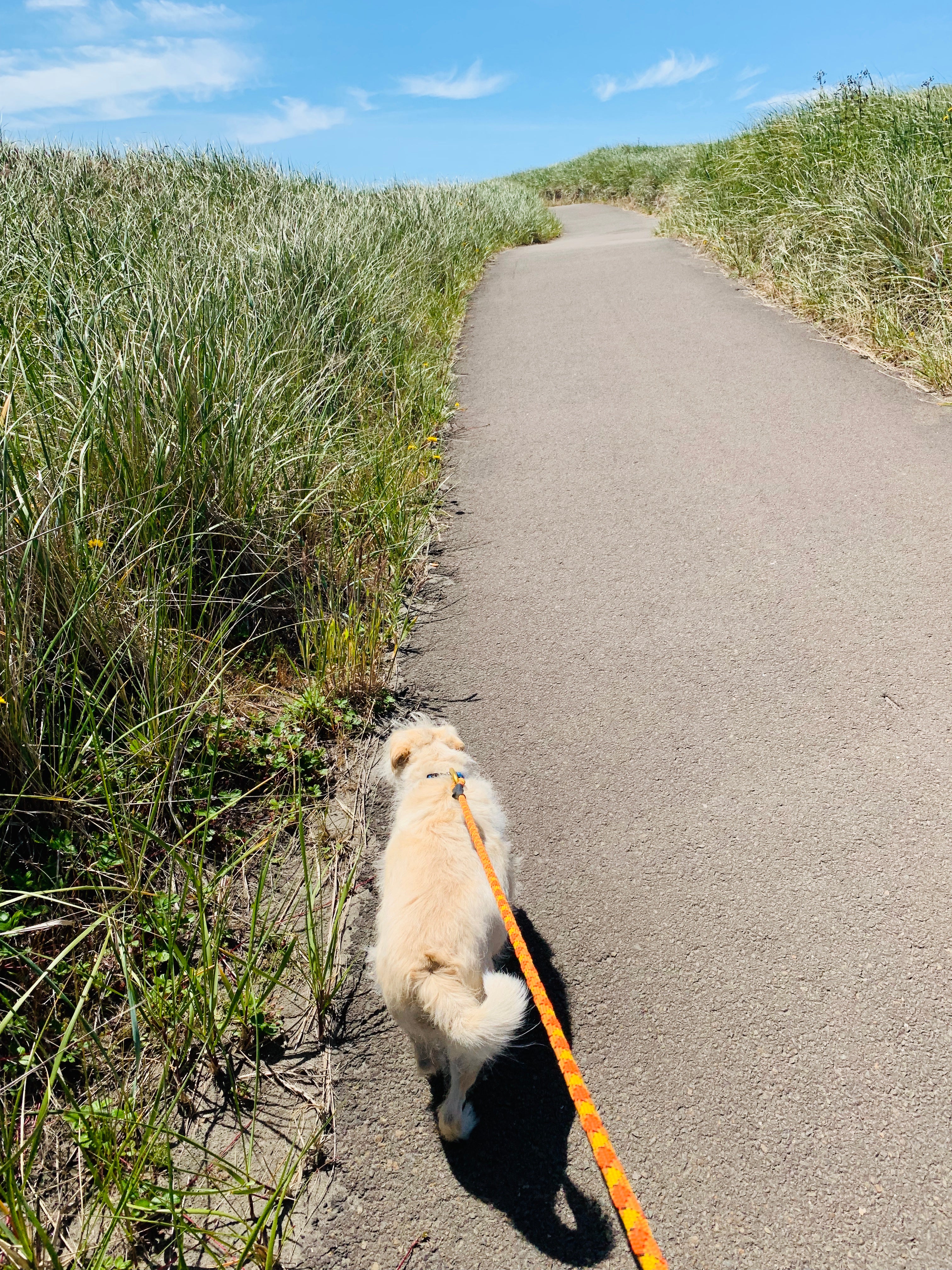 Path in Long Beach, if you won't want to be ON the beach, this is a good option.  Trixie didn't like sand blowing in her face, but loved this trail.