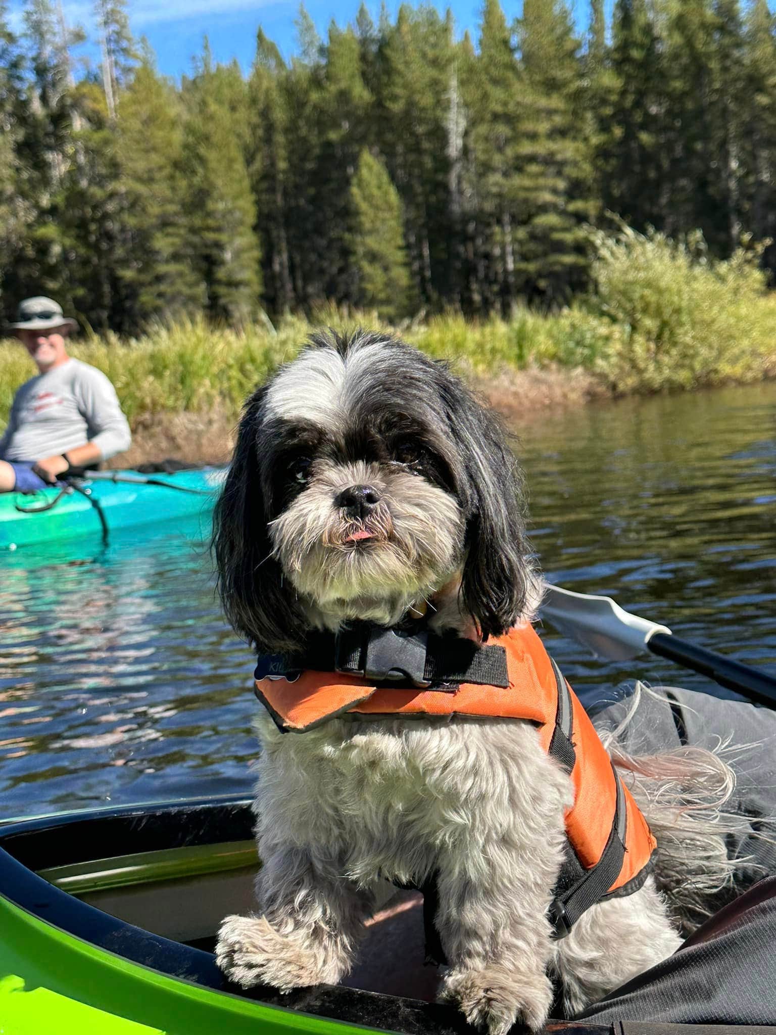 Graeme P.'s photo of camping with pets at Wrights Lake near South Lake Tahoe, CA