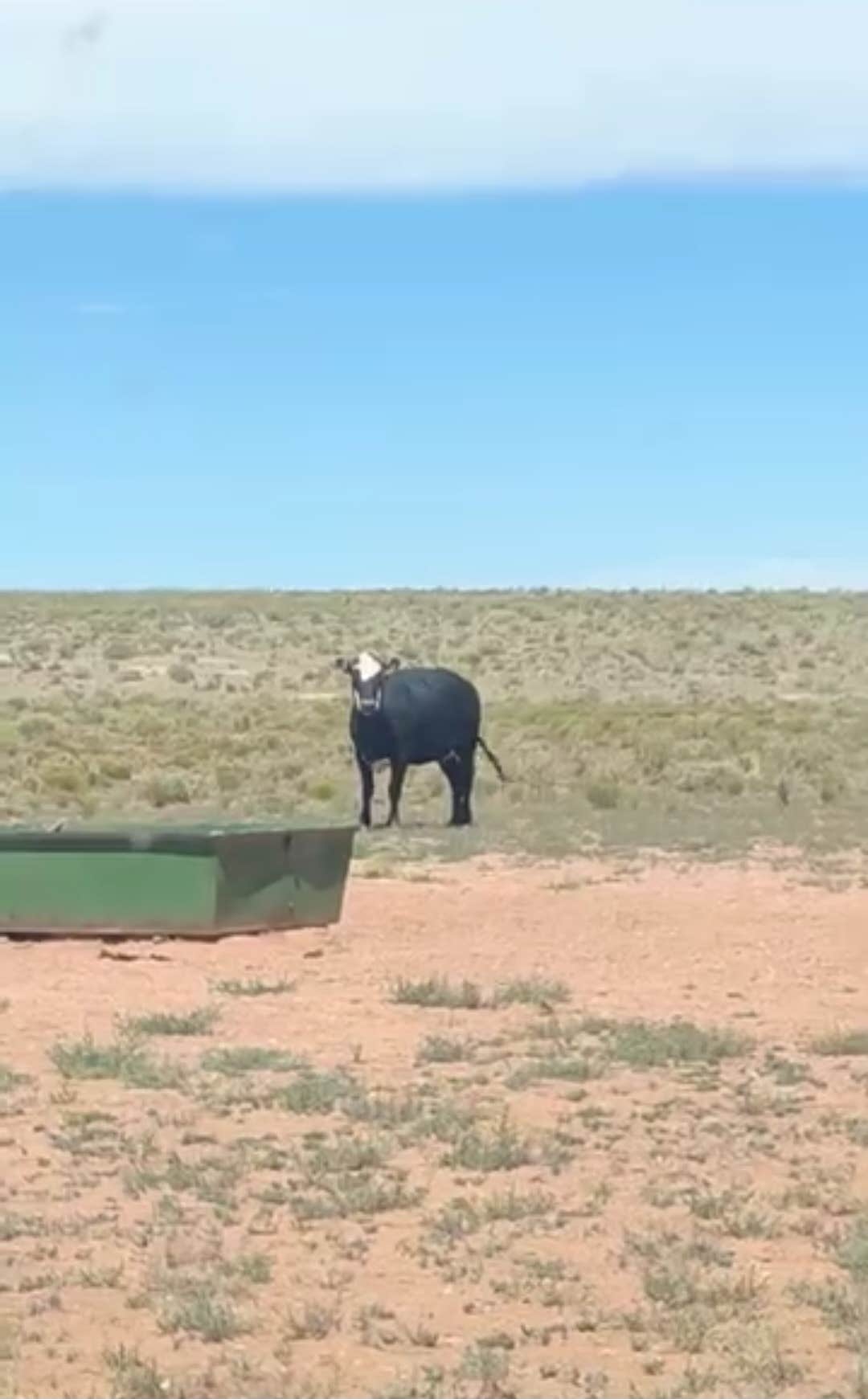 Camping near Texas Palms RV Park: Elysian Canyon, Williams, Arizona