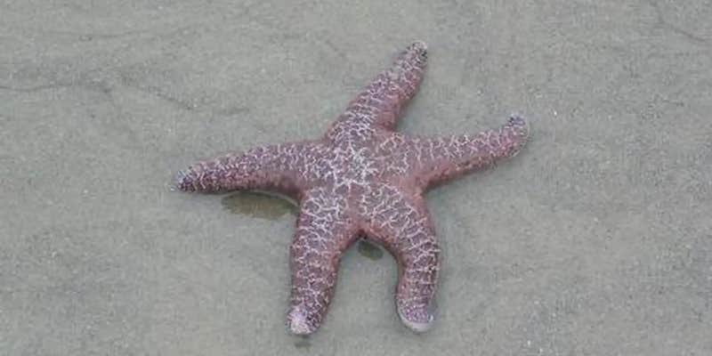 Camper submitted image from Tillicum Beach Campground