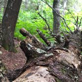 Review photo of Cascade River State Park Campground by Allison  K., August 28, 2019