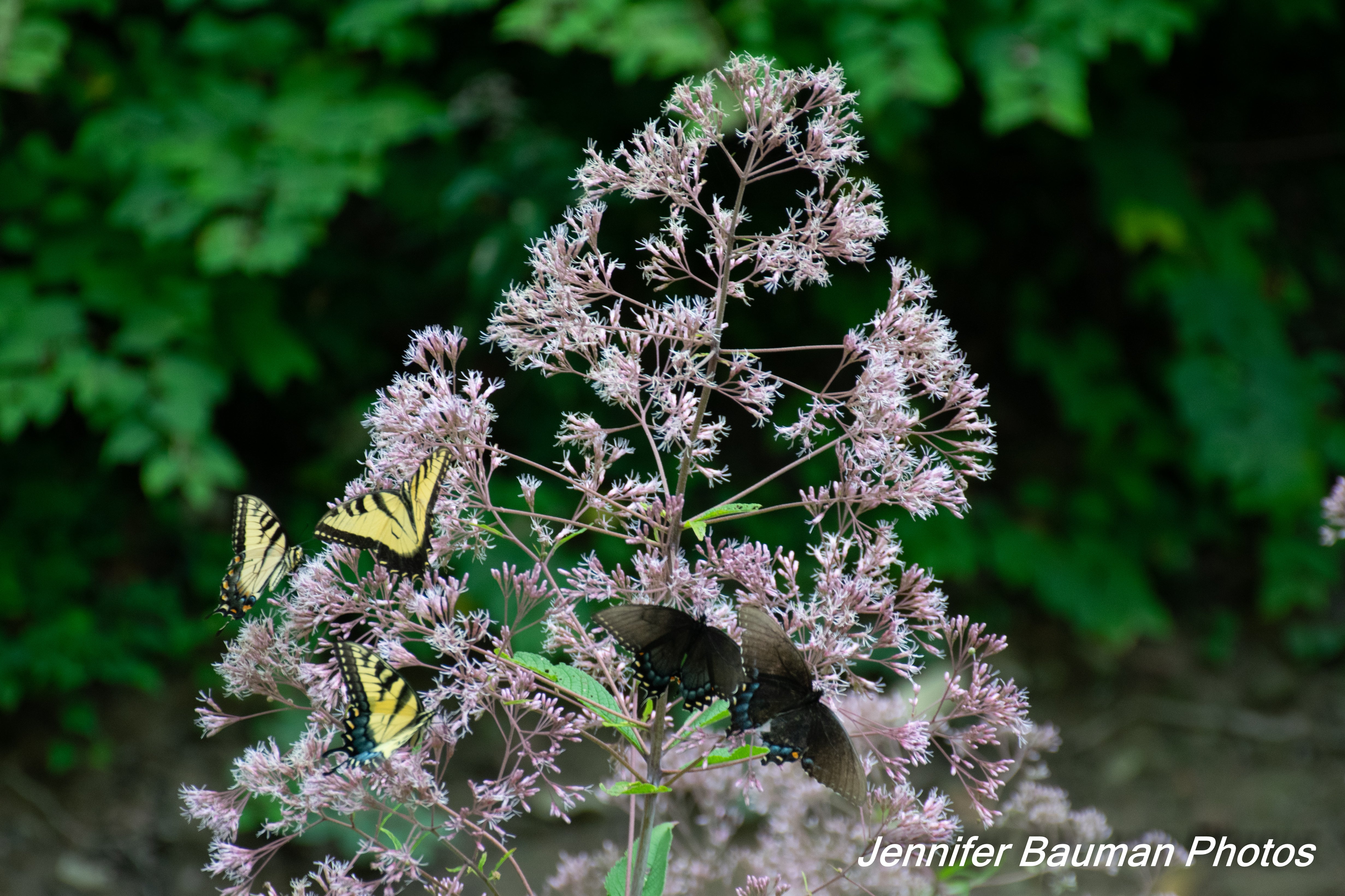 Butterfly-covered Joe Pye weed