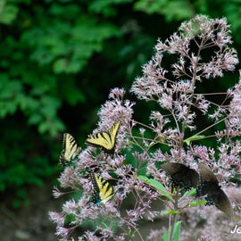 Butterfly-covered Joe Pye weed