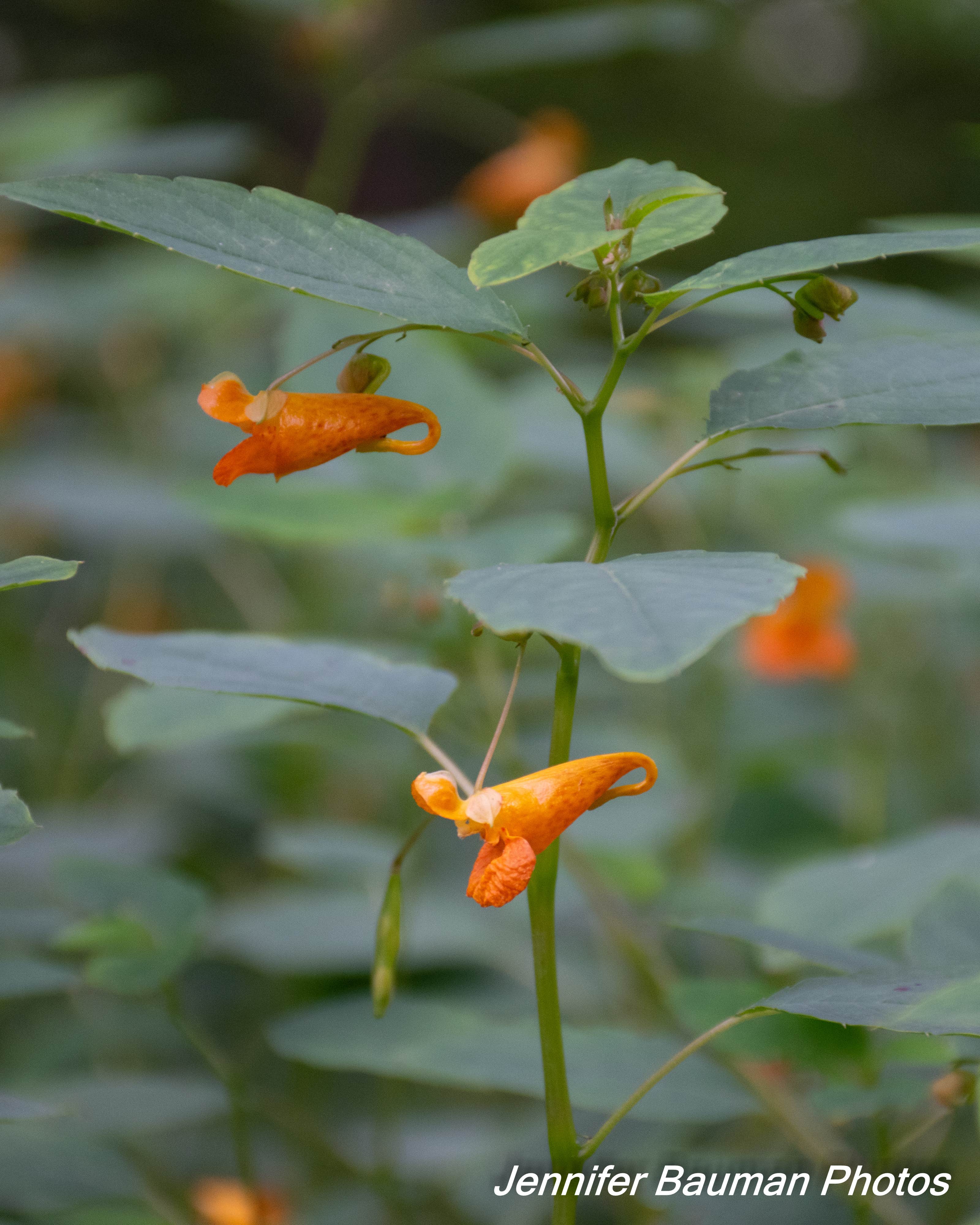 Camper-submitted photo at Cabwaylingo State Forest near Paintsville, KY