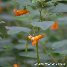 Jewelweed good to treat stinging nettle and poison ivy