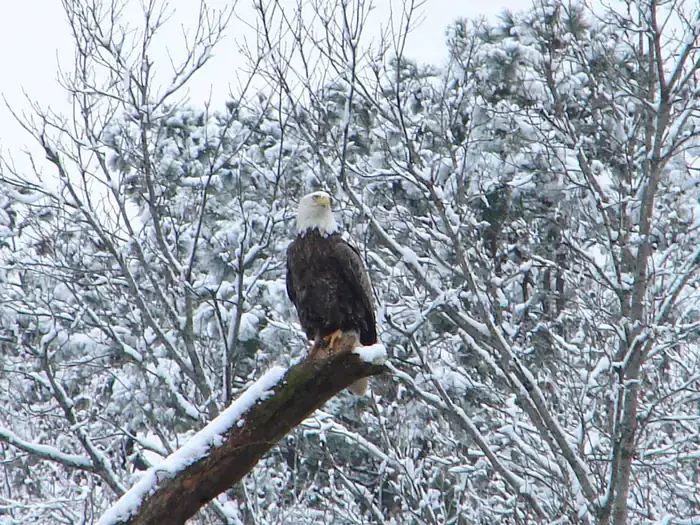 Camper-submitted photo at Cossatot Reefs - Gillham Lake near Gillham Lake