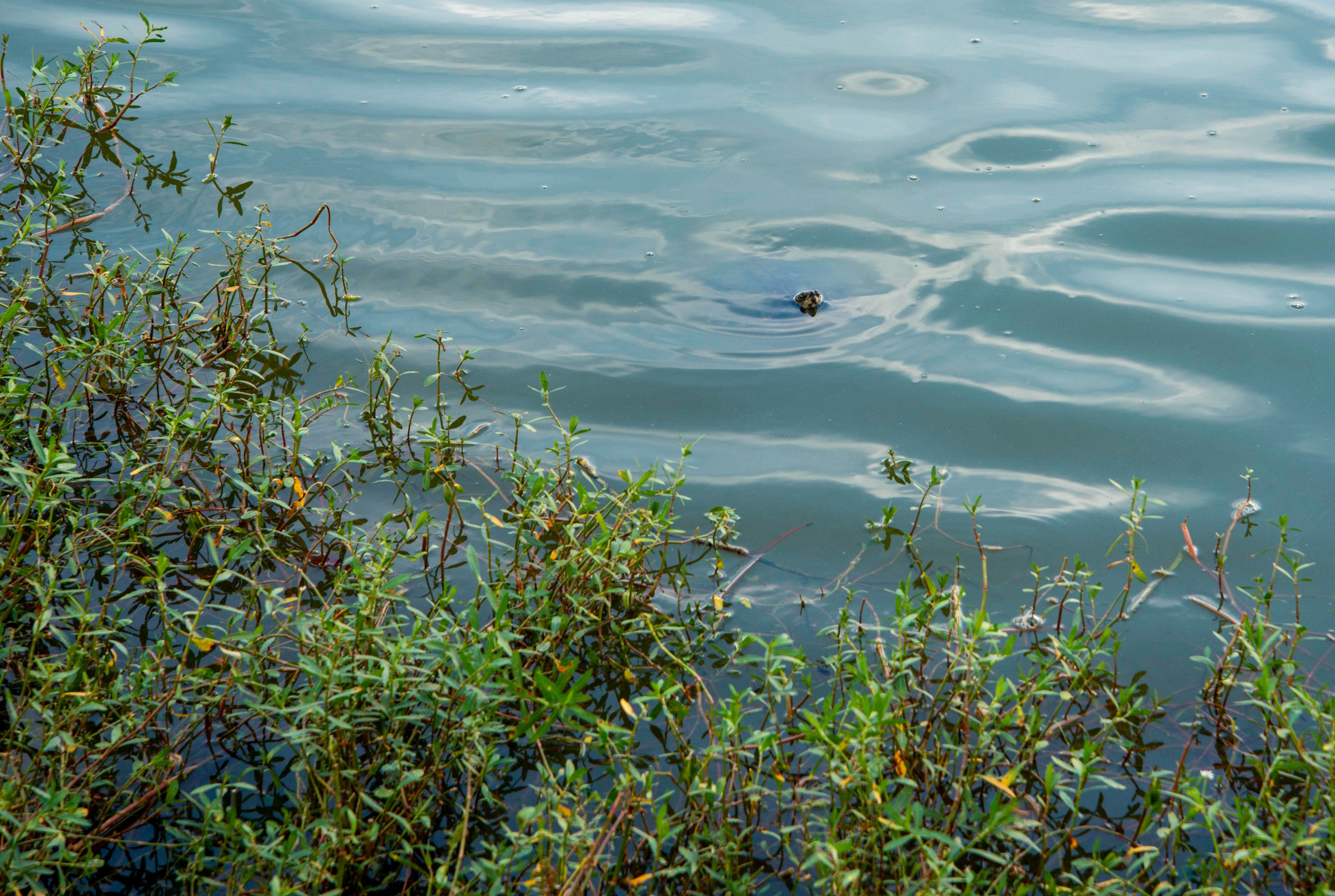 Camping near Tanglewood Park: Bass Lake, Cooleemee, North Carolina