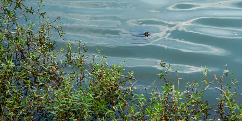 Camper submitted image from Bass Lake