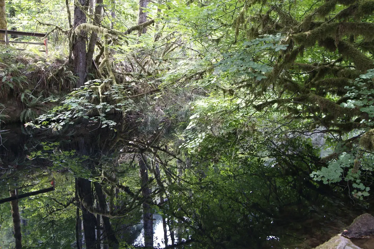 Camper-submitted photo at Whittaker Creek Recreation Site near Veneta, OR