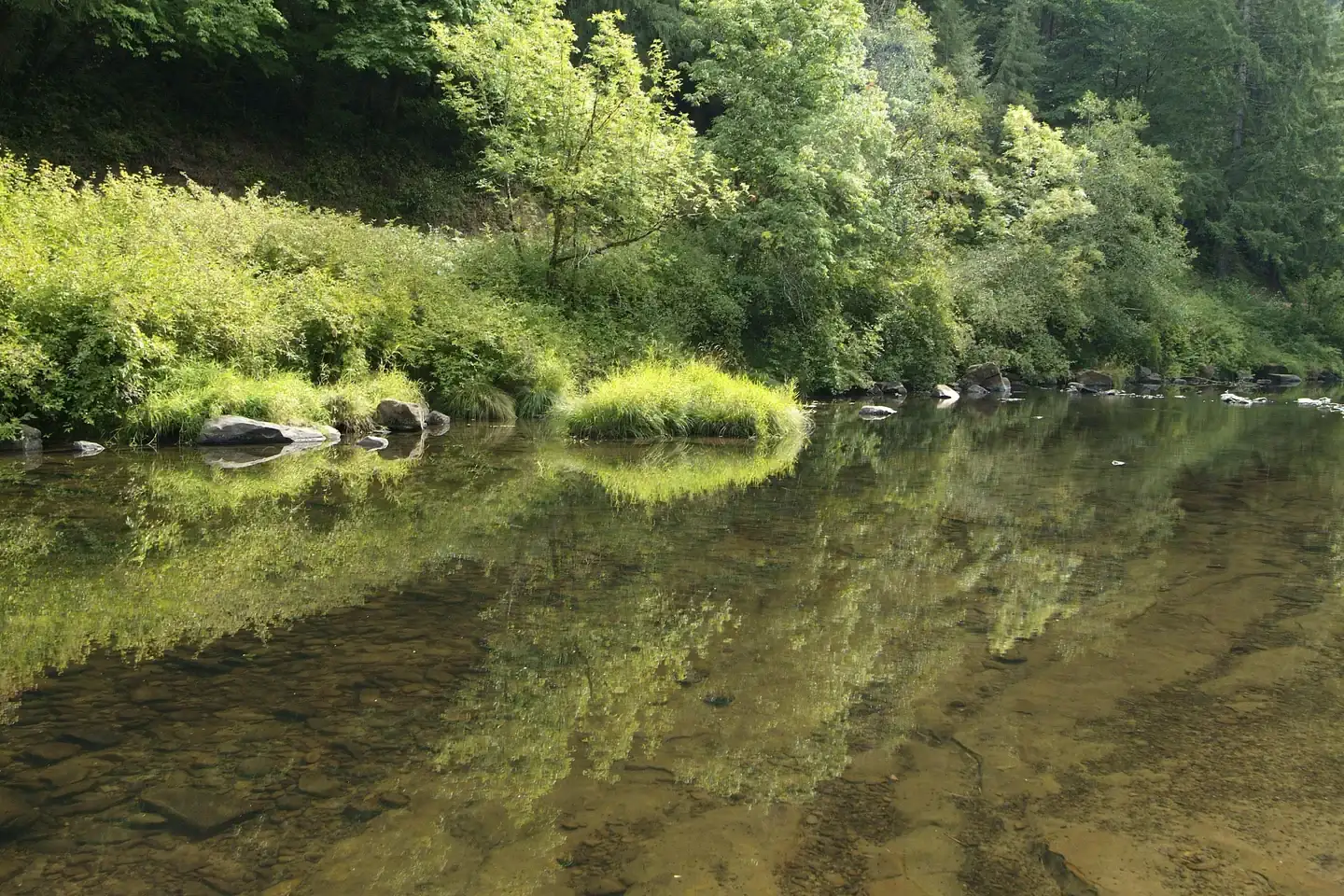 Camper-submitted photo at Whittaker Creek Recreation Site near Veneta, OR