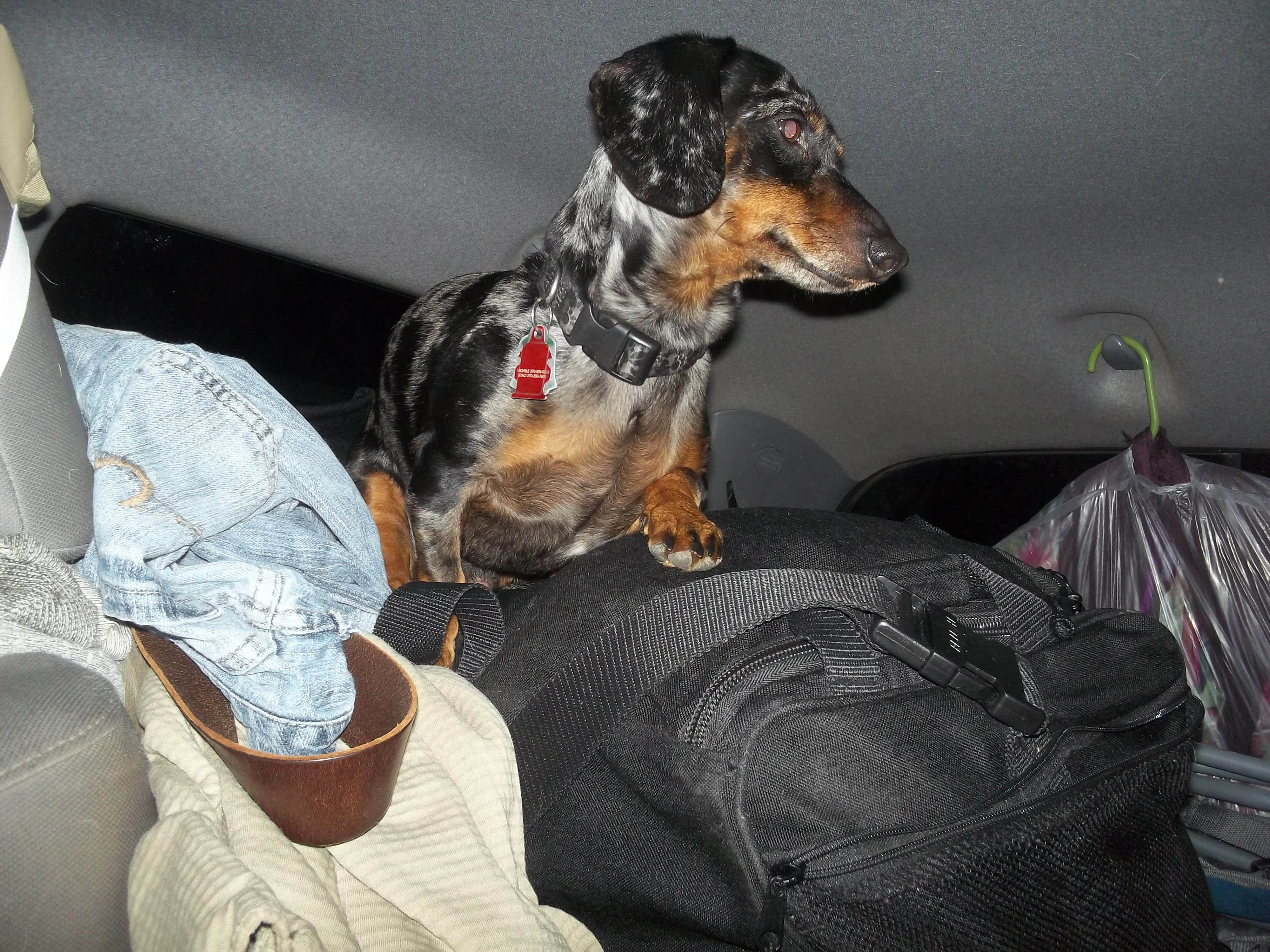 Shelly S.'s photo of camping with pets at Table Rock State Park Campground near Horse Shoe, NC