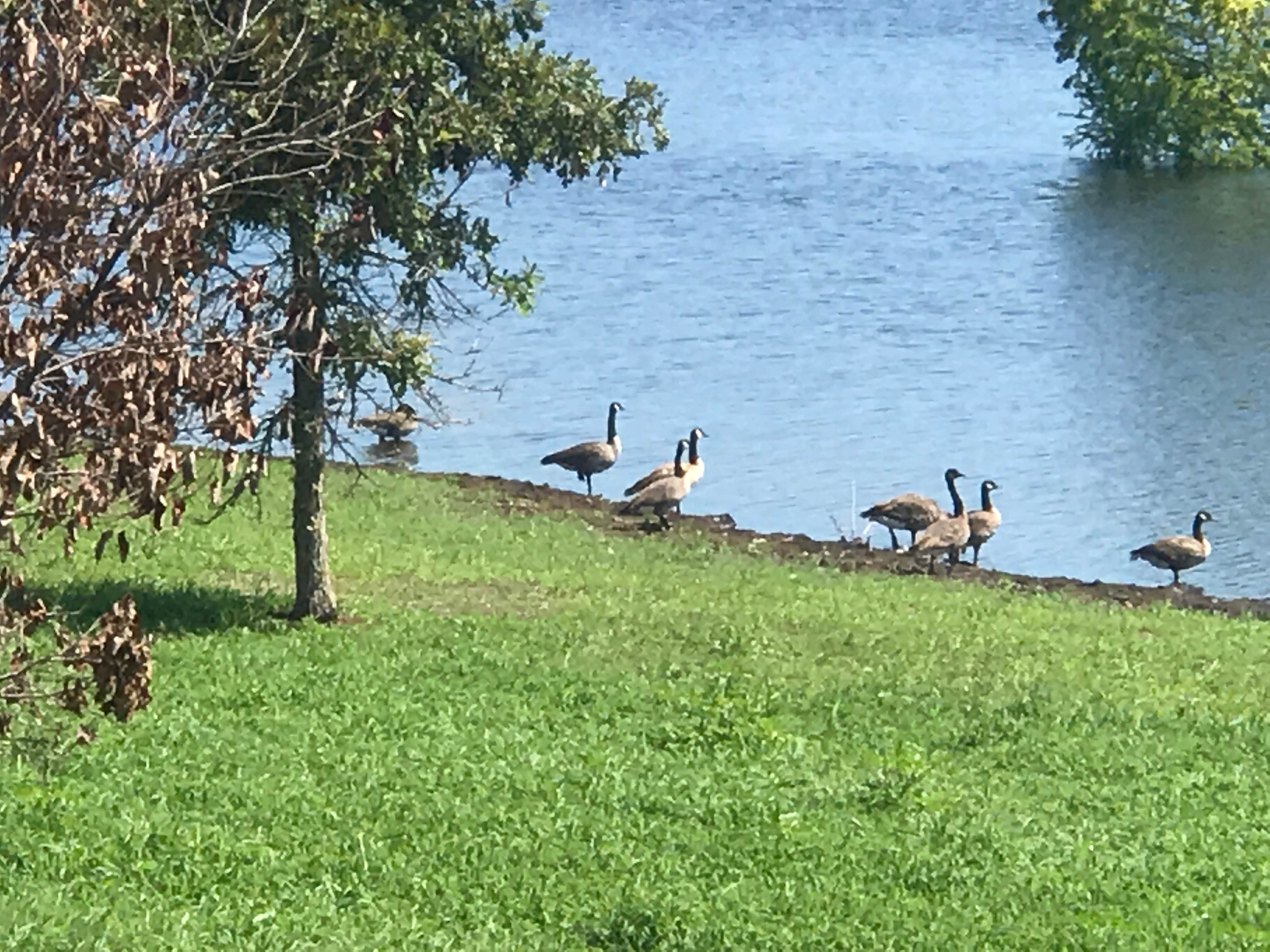 Animals