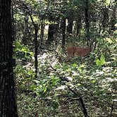 Review photo of Buckhorn Campground Loop C — Chickasaw National Recreation Area by Shea M., August 29, 2019