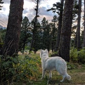 Review photo of Battle Ridge Campground by Annika W., August 29, 2019