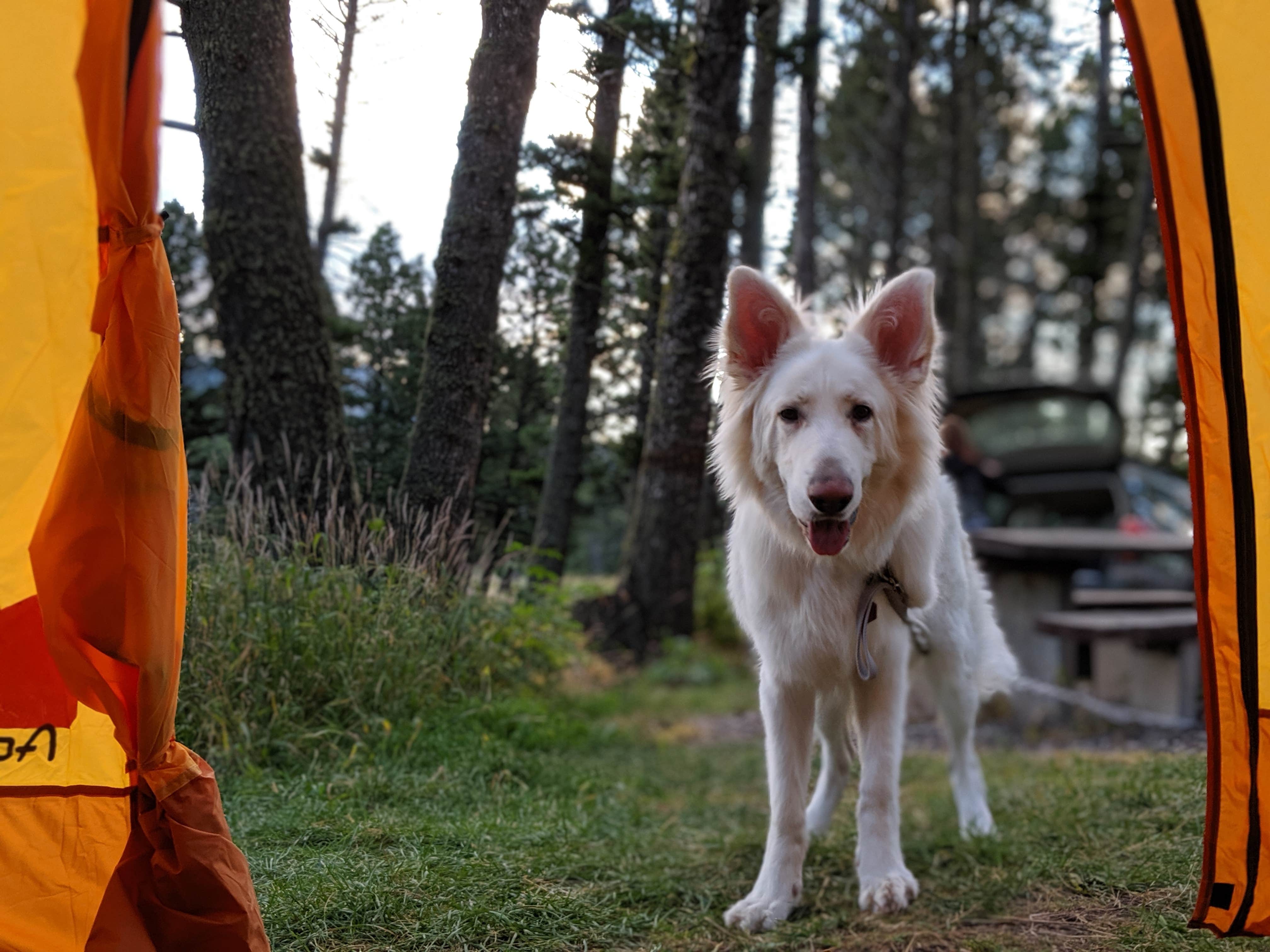 Annika W.'s photo of camping with pets at Battle Ridge Campground near Bozeman, MT