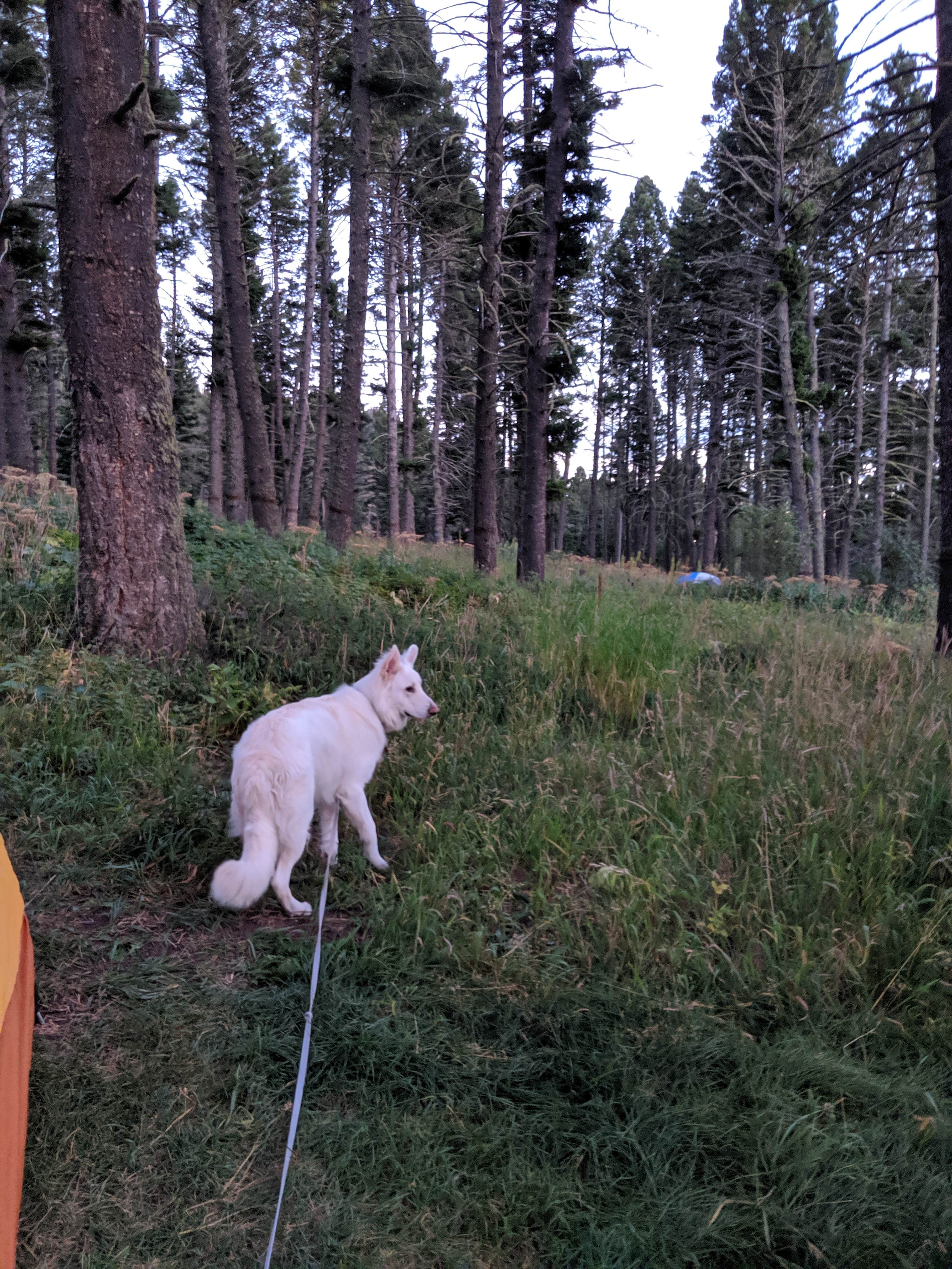 Annika W.'s photo of camping with pets at Battle Ridge Campground near Gallatin National Forest
