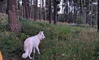 Annika W.'s photo of camping with pets at Battle Ridge Campground near Melville, MT