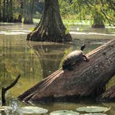 Review photo of Trap Pond State Park Campground by Christine K., August 29, 2019