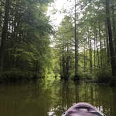 Review photo of Trap Pond State Park Campground by Christine K., August 29, 2019