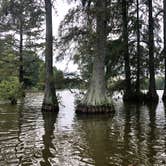 Review photo of Trap Pond State Park Campground by Christine K., August 29, 2019