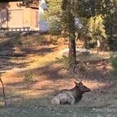 Review photo of Mather Campground — Grand Canyon National Park by Operation_Fun .., November 21, 2025