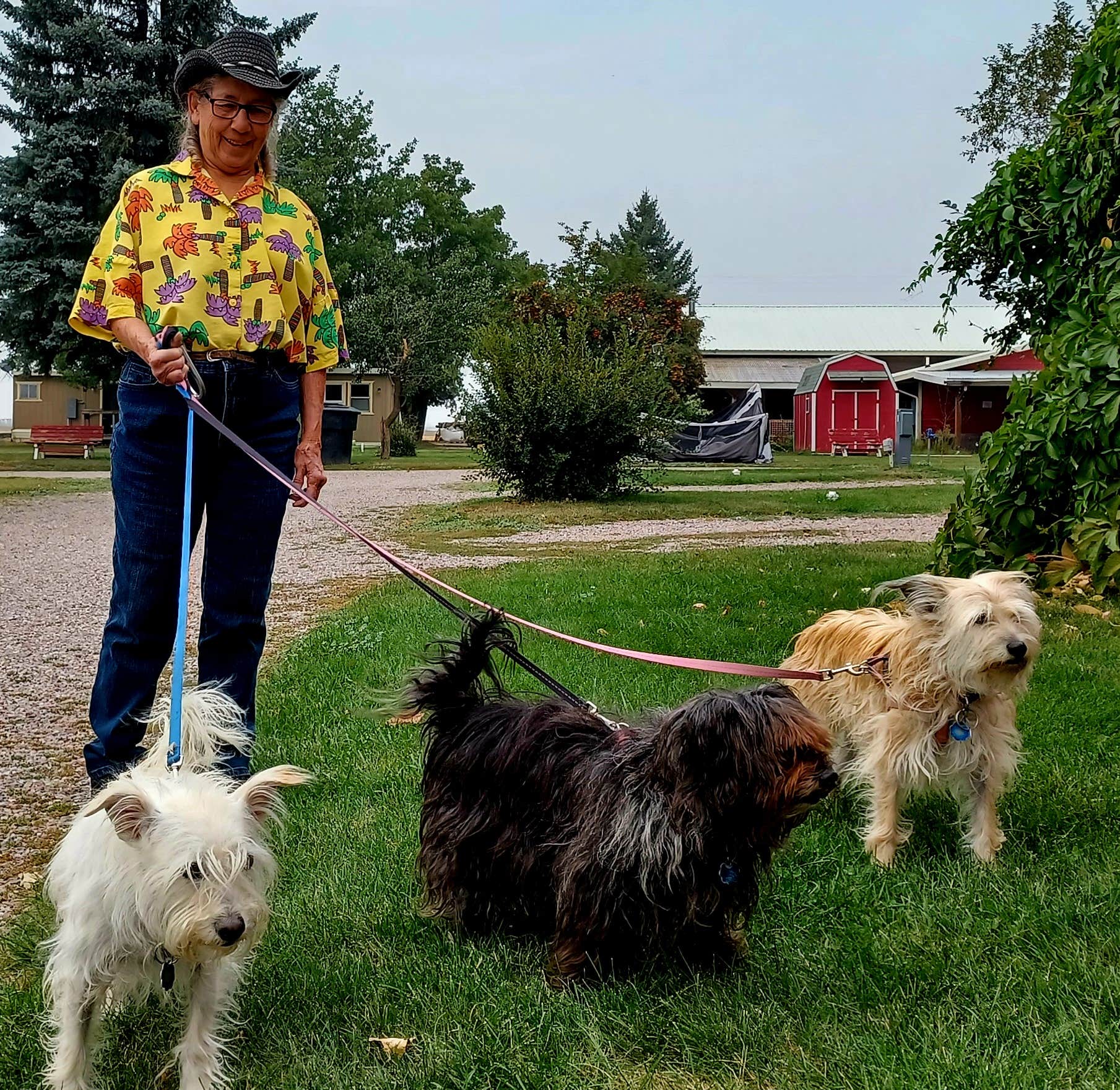 Bonnie A.'s photo of camping with pets at Diamond S RV Park near Condon, MT