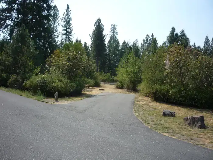 Camping near Hartman's Log Cabin Resort: Hunters Campground, Inchelium, Washington