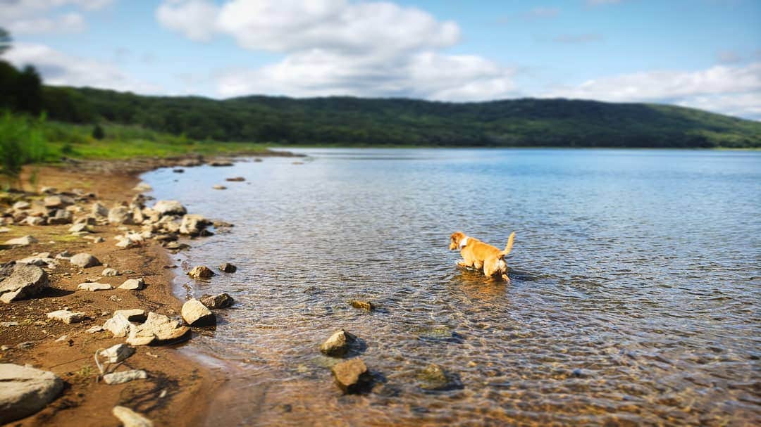 Christina H.'s photo of camping with pets at Round Valley State Park Campground near Gateway National Recreation Area