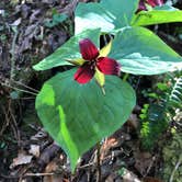 Review photo of Whittleton Campground — Natural Bridge State Resort Park by Aaron V., August 29, 2019