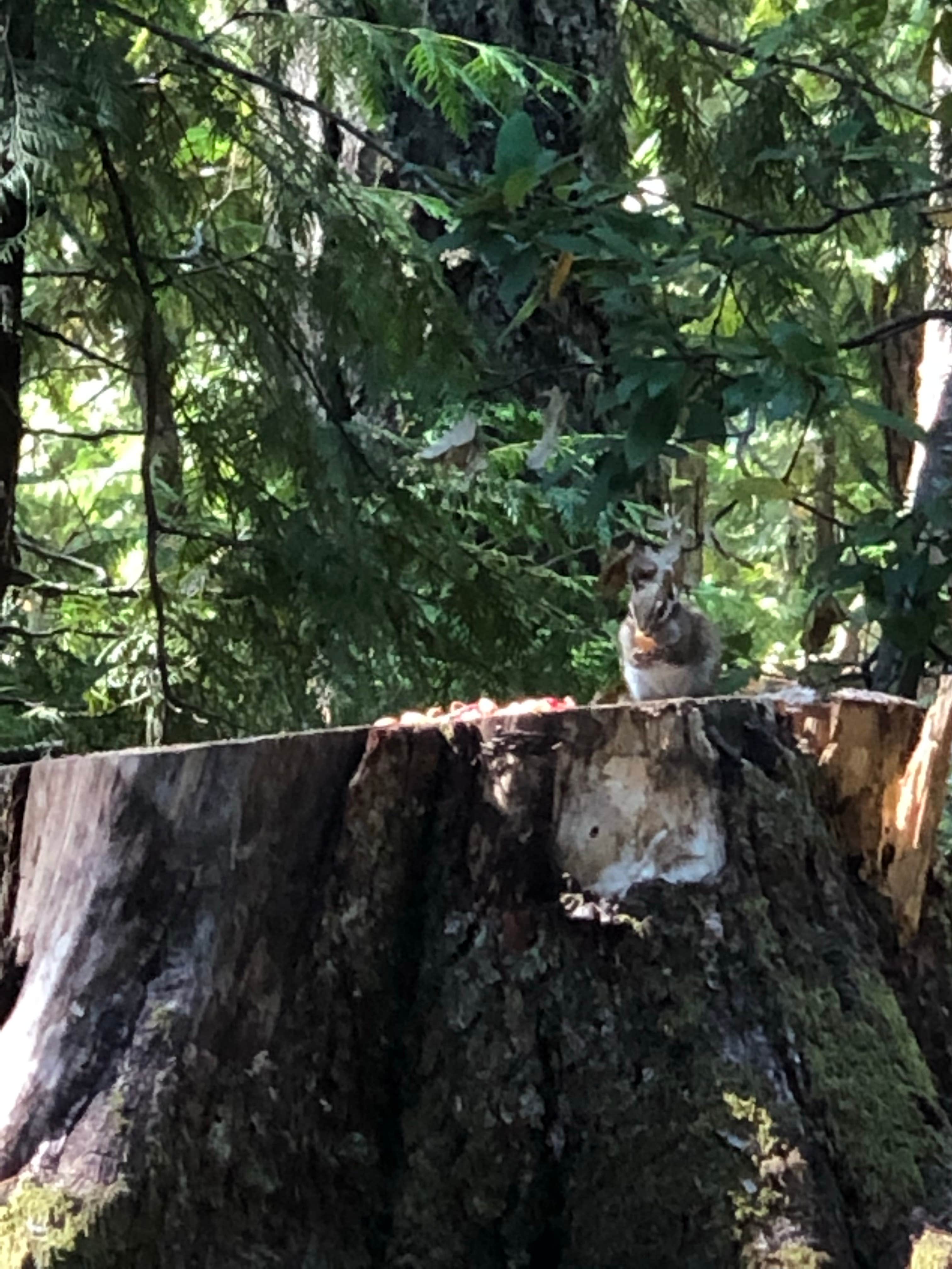 Kimberly C.'s photo of camping with pets at Ice Cap Campground near Willamette National Forest