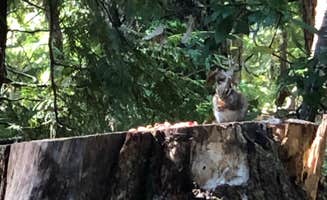 Kimberly C.'s photo of camping with pets at Ice Cap Campground near Cascadia, OR