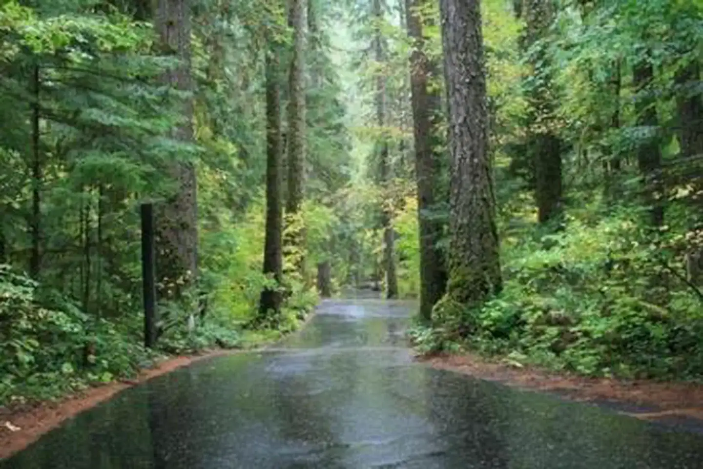 Camper-submitted photo at Susan Creek Campground near Idleyld Park, OR