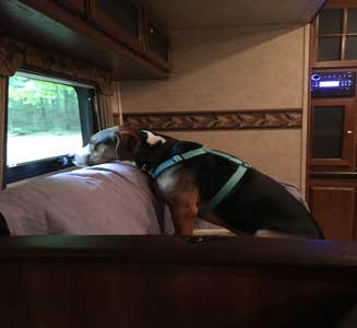 Camper-submitted photo from Madison Vines RV Resort & Cottages