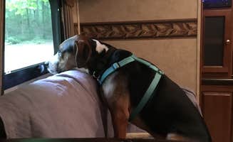 RL's photo of camping with pets at Madison Vines RV Resort & Cottages near Shenandoah, VA