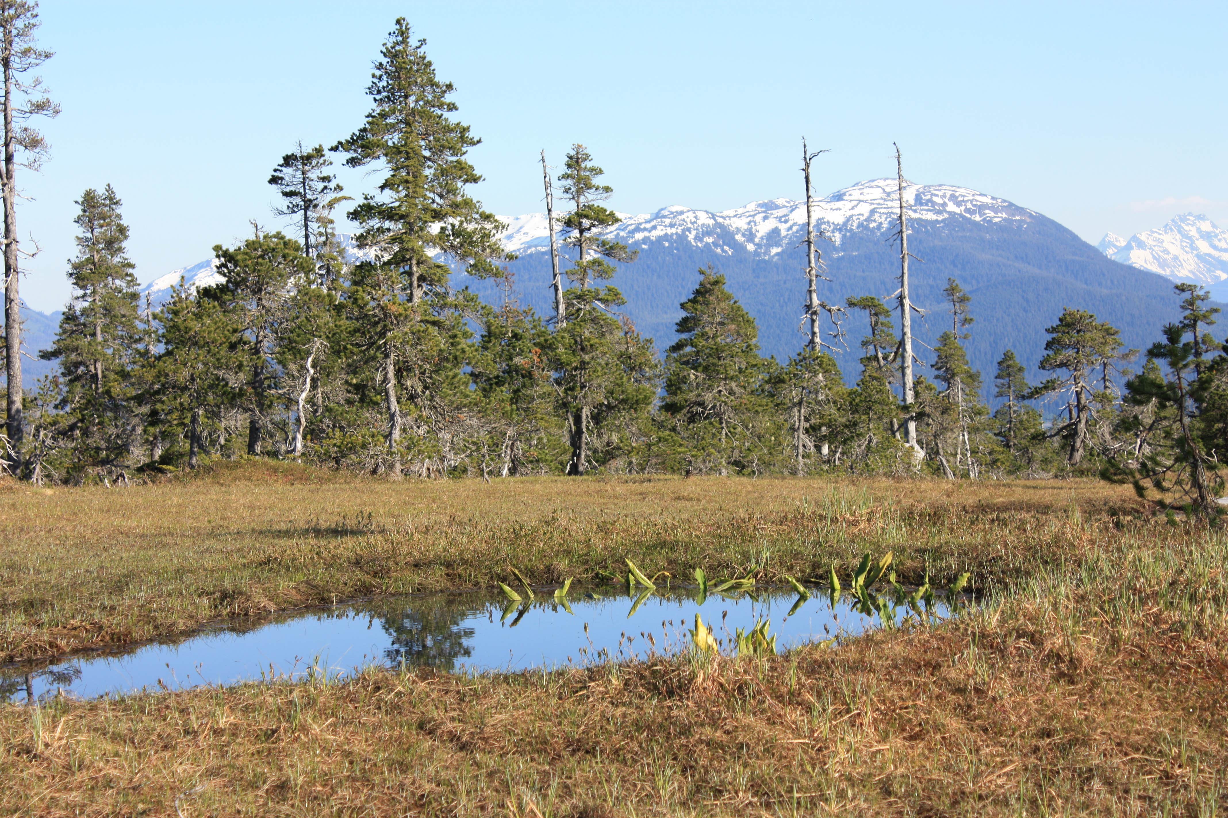 Camper submitted image from John Muir Cabin - 4