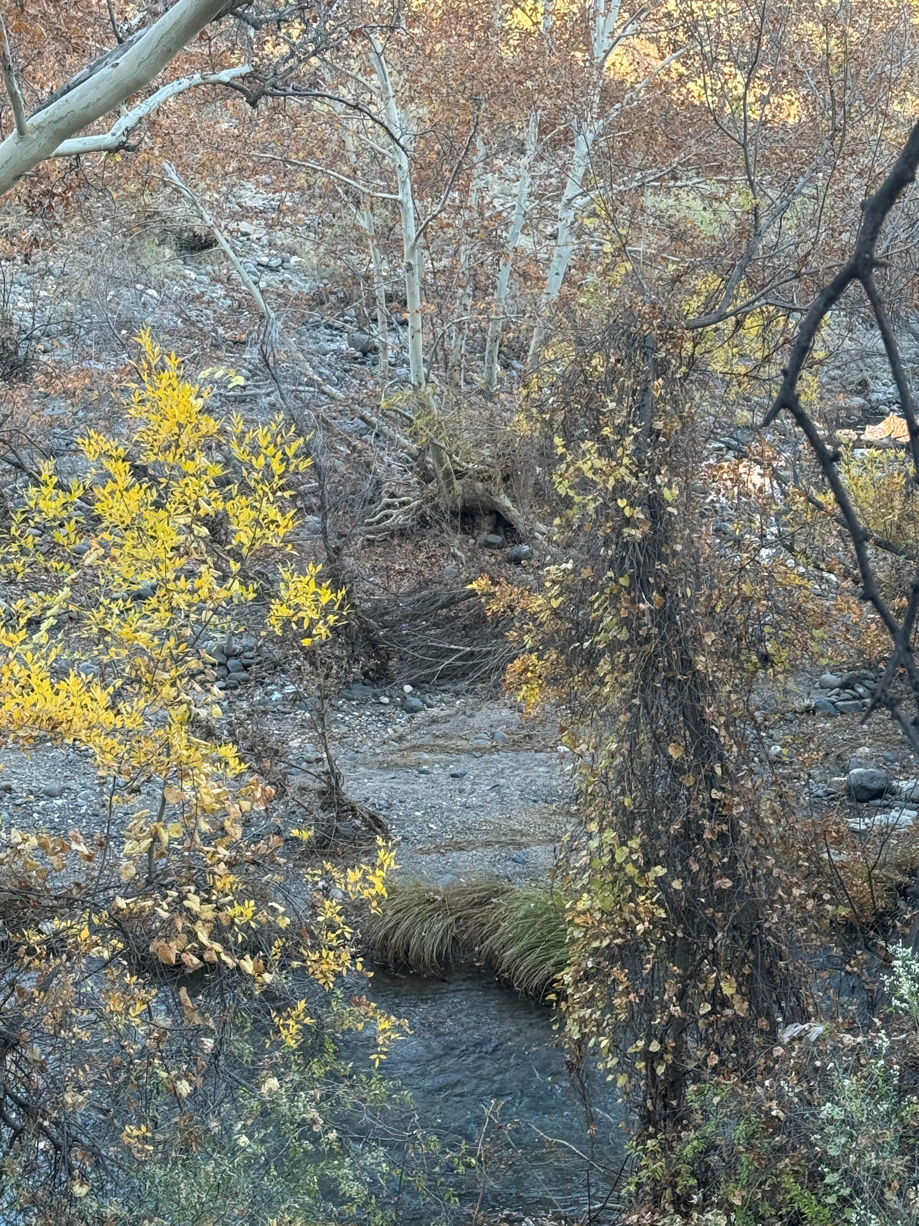 Camper submitted image from Sacred Springs - 4