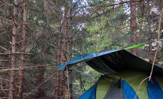 Ric M.'s photo at Dispersed camping at Mower Basin near Cass, WV