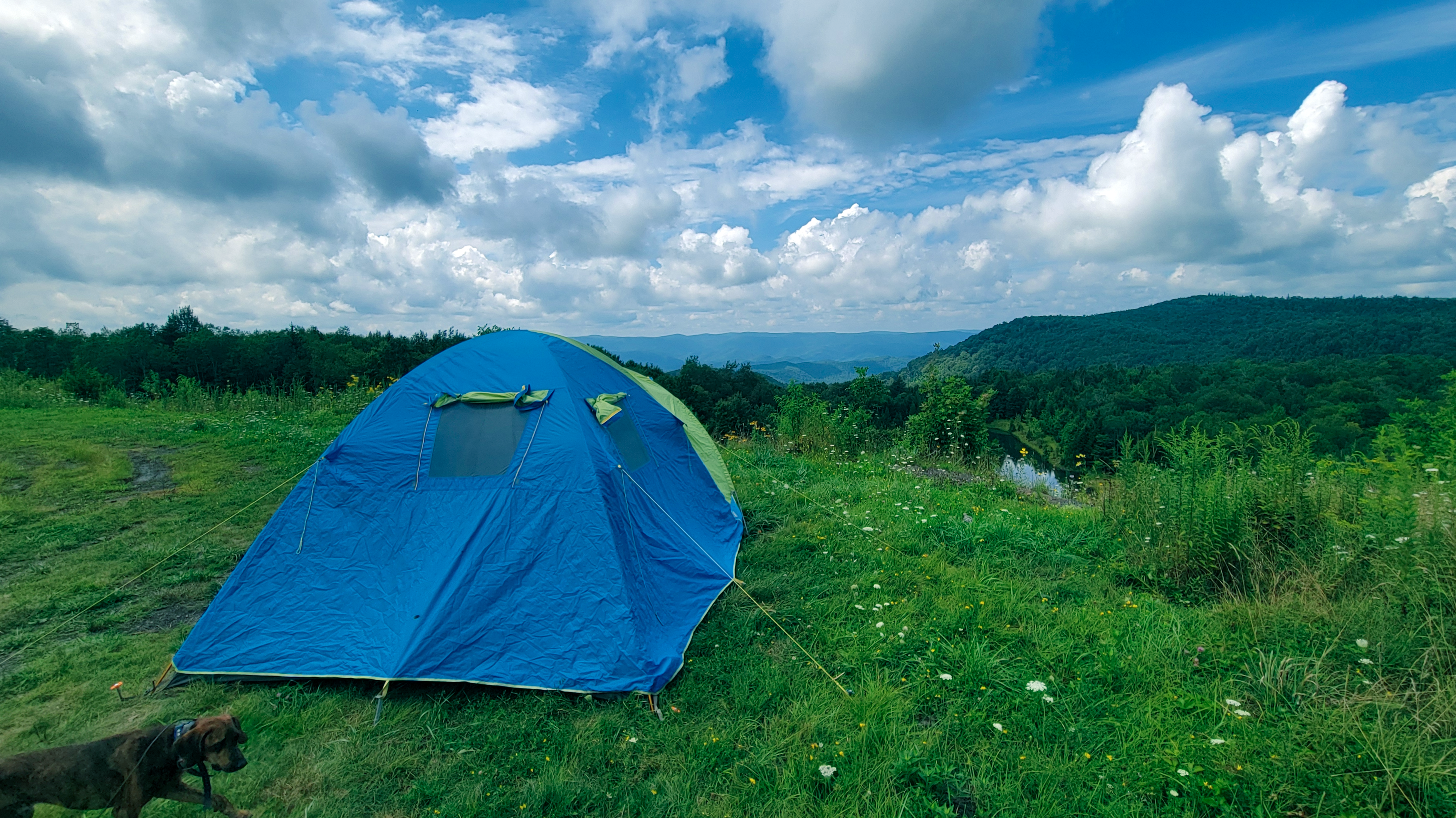 Ric M.'s photo of camping with pets at Dispersed camping at Mower Basin near Cass, WV