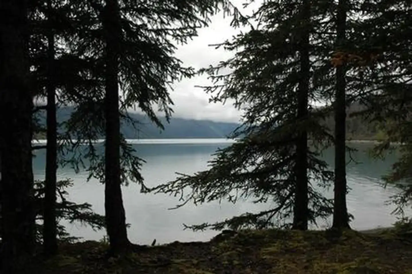 Camper-submitted photo at Trail River near Kenai Fjords National Park