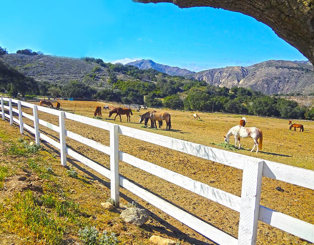 The Dyrt's photo of camping with pets at Thousand Trails Rancho Oso near Santa Barbara, CA